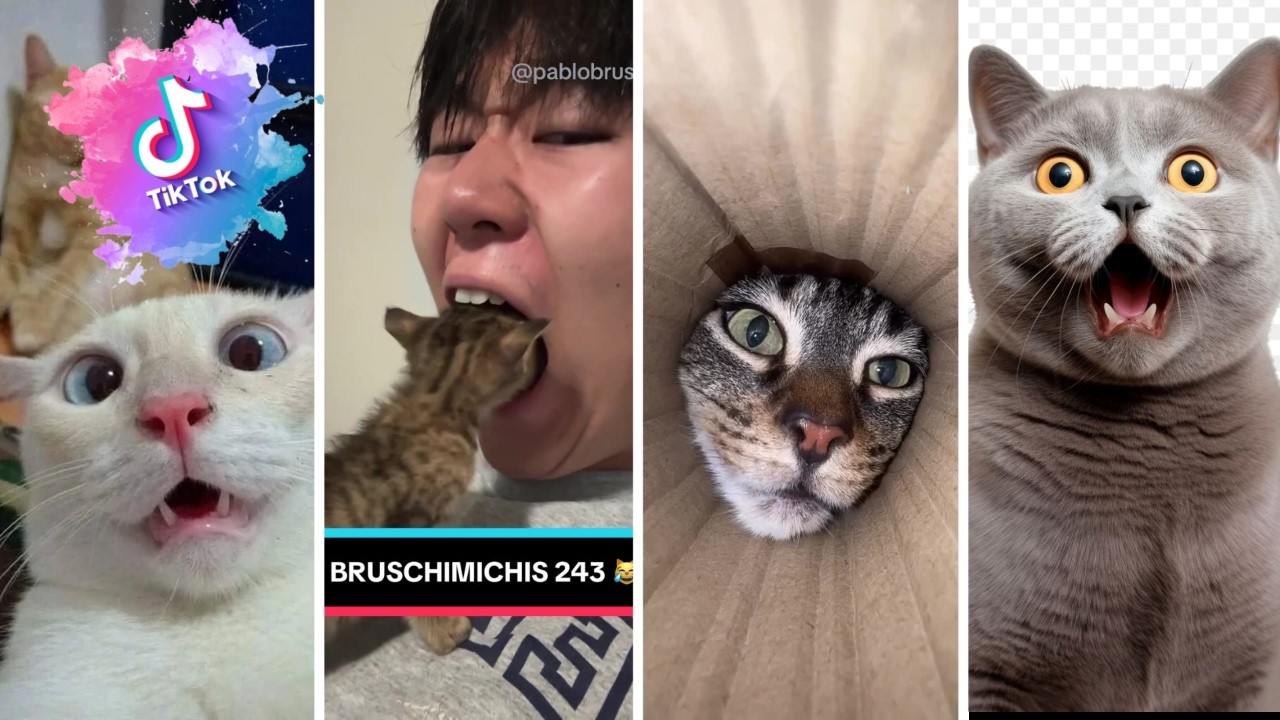 Bruschimichis 😹 | Funniest Cat Videos & Hilarious Moments #13
