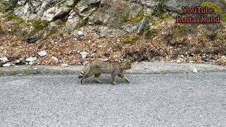 Αγριόγατα Ολύμπου. Felis silvestris. Divja Mačka. #wildcat #wildanimals #kostaskand