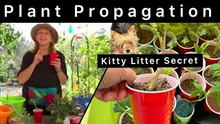 How to Propagate Plants EASY Method for Vegetable & Indoor Cuttings * Kitty Litter PLANT Propagation