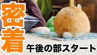 【後編】うさぎ飼いの休日の様子を見せちゃいます #664