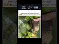 أغرب زراعة يقطين في العالم صدمة حقيقية عند فتح القالب  يقطين زراعة فن عجائب