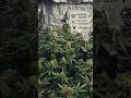 Fehler am Blütetag 53⁉️🚨 Darum bekommen sie jetzt WENIGER Wasser! #grow #cannabisdaily #420 #plagron