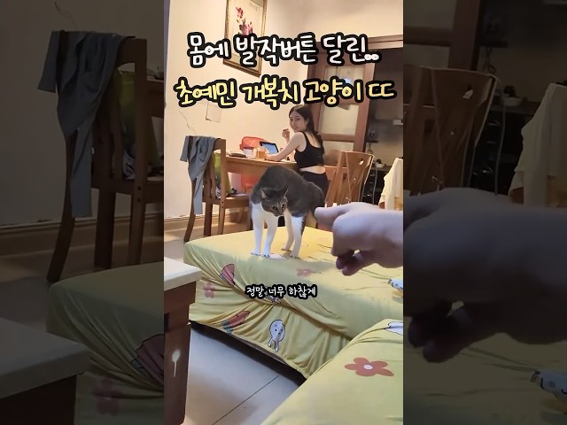 몸에 발작버튼 달린 초예민 개복치 고양이 특징 ㅋㅋㅋ