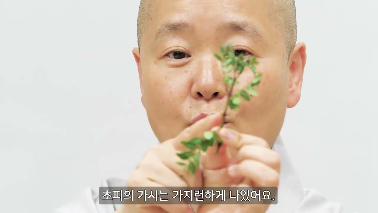 [봄 초피전] 마라 말고 제피잎 전은 어떤가요? 