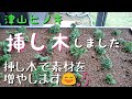 津山ヒノキ　挿し木しました(盆栽・初心者の方向け)