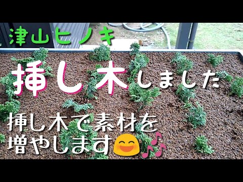 盆栽 作り方 挿し木