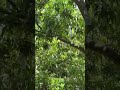 Vườn xoài