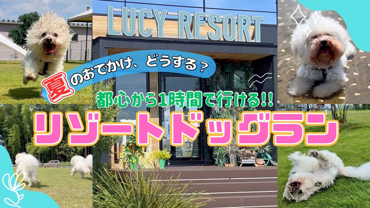 【ルーシーリゾート】おしゃれな施設で水遊び満喫！夏に行きたい広々ドッグラン｜茨城・つくば｜ビションフリーゼ
