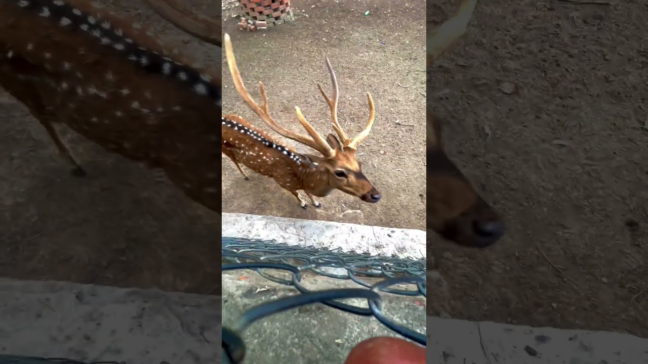 Sarnath in Varanasi (गोतमभूद्ध)