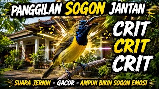 PANGGILAN SOGON JANTAN CRET CRET CRIT CRIT
