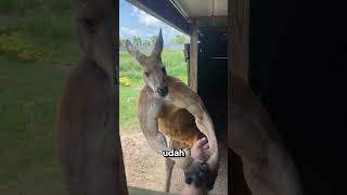 Kangguru Ini Rela Masuk ke Danau Demi Bertahan Hidup