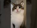 猫にもドッペルゲンガーっているの？🙀　#ねこ #ねこ動画 #ドッペルゲンガー #いいじゃん