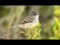 O Canto do ALEGRINHO - White-crested Tyrannulet - Brazilian Birds Singing