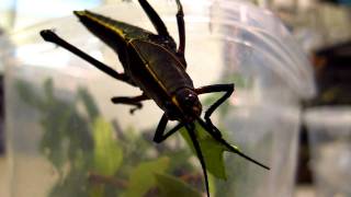 Romalea guttata Eastern Lubber Grasshopper holding onto leaf and eating