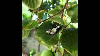 Yeşil Toprak Belgeseli