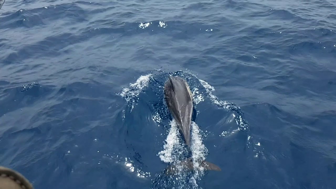 Trafalgar Sailing Week, May 2018