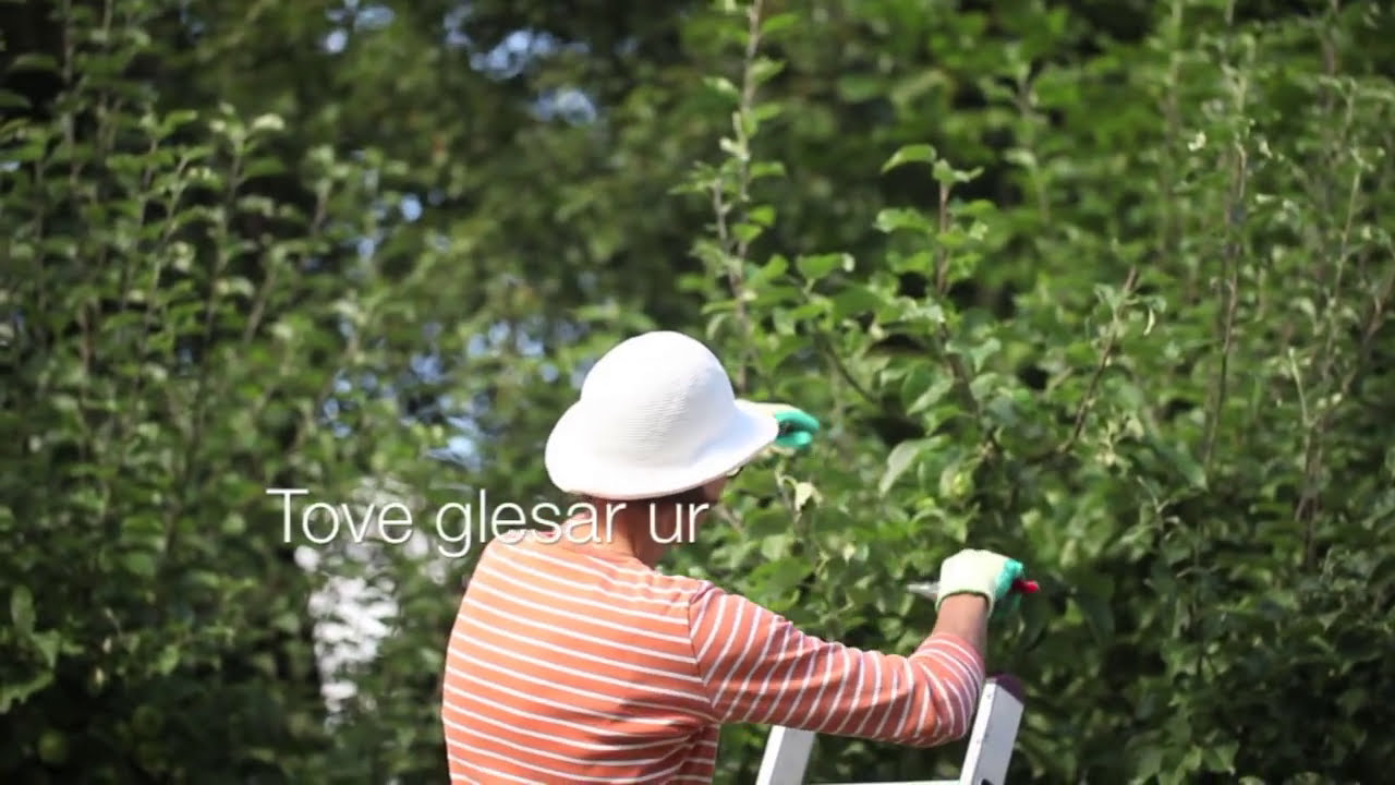 Beskär ditt fruktträd -så här gör du!