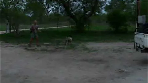 zingela attack