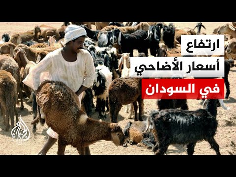 انخفاض الإقبال على شراء المواشي في السودان.. ما القصة؟