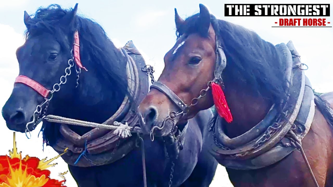 Pitomi i snažni konji - Iza scene 2025 / E1