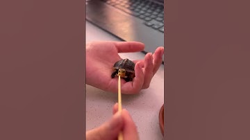 World Record of Cutest Tiniest Turtle Bite Ever Recorded