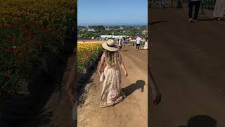 At the Flower Fields, Carlsbad 🌹🪻🌷🌺🌸🌼🌻 #California #USA #Flowers #Farm