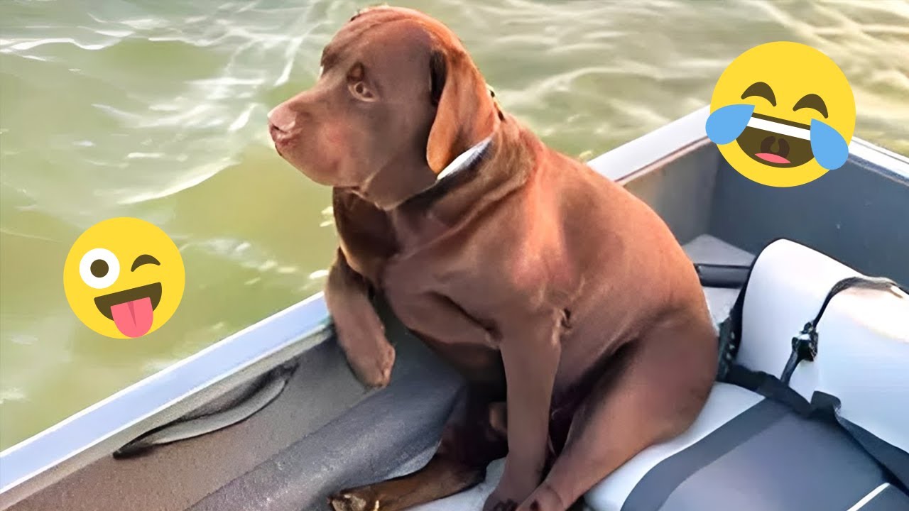 You Will Die Laughing At These Dogs 🐶 Best Animal Video Compilation You Can’t Miss 🤣 #1