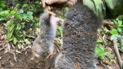 Lâu lâu lại đi cùng chị em đi đào dúi đào một hang 3 con | Rừng núi Bắc Kạn