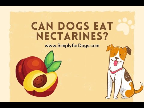 Can Dogs Eat Nectarines?