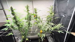 Autopot 2 pot systems living room plants ￼