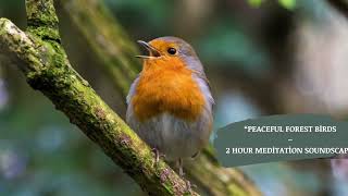 “Peaceful Forest Birds – 2 Hour Meditation Soundscape”
