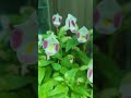 Turenia Flowers🌼|| #flowers #flower #nature #naturelovers #explore #motivation #shortvideo #shorts