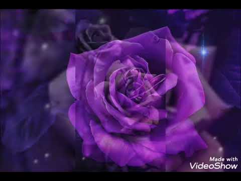 احلى هدية لمتابعي ورد بنفسجي