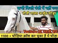 Youtube पर पहली बार कभी मंडी नहीं गया यह रोली वाला अर्जुन घोड़ा -Gill Stud Farm