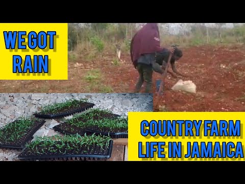 FARMING IN JAMAICA IN 2023 / COUNTRY FARM LIFE IN JAMAICA
