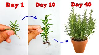 3 WAYS To Propagate Rosemary Plant from Cuttings - Rosemary Plant Care