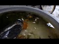Fish pond. Morris