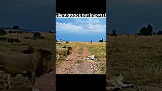 Lion Attacks Another Lion – Wild Battle #shorts #trending #youtubeshort #wildlife #animals Two