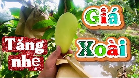 Giá xoài Đài Loan, cát hòa lộc, Đài Loan đỏ ngày 8 tháng 12, 2025