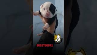 super quality white face blue eyes american bully Puppies fir sale in delhi ncr #americanbully #whit
