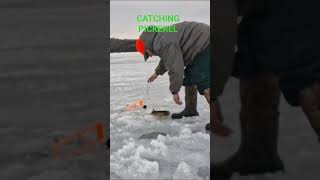 Catching Pickerel #icefishing #fishing #outdoors #northernmaine