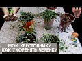 Комнатные растения суккуленты-крестовники . Укоренение черенков в воде на примере  сенецио Дельфин