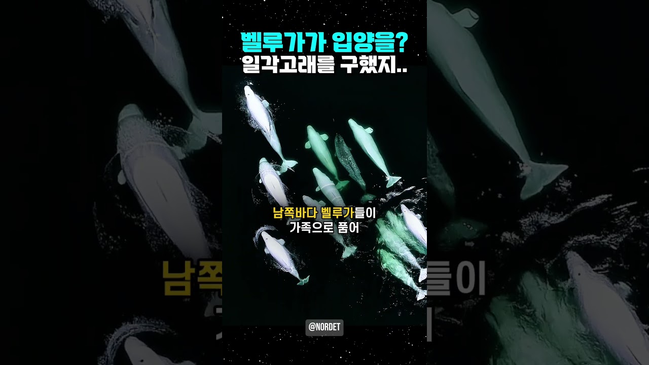 벨루가가 입양을? 일각고래를 구했지!!