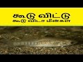 கூடு விட்டு கூடு விடா மீன்கள்-Siththarkal Manthiram- Sithar- sithargal-s...