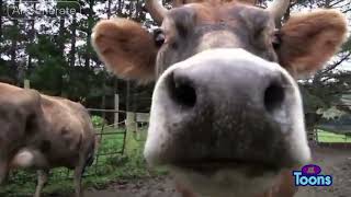 Zoomootoons Uk - Zoomoo Flash Promo 2018-2020, Fanmade