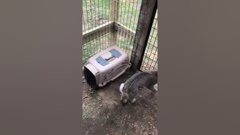 How to get a Cat in a Carrier