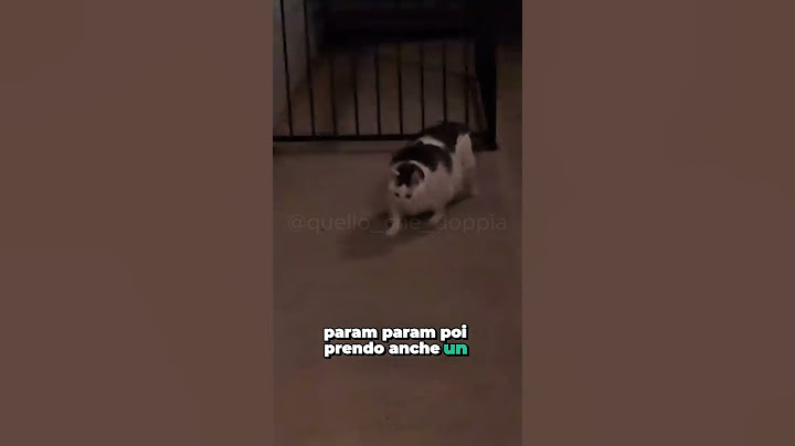 Param param 🎶🎵 #doppiaggio #cats