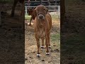 Beautiful #cow #bull #farming #animals #doyelagro #viralvideo #shorts