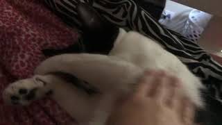 Slempy kitteh