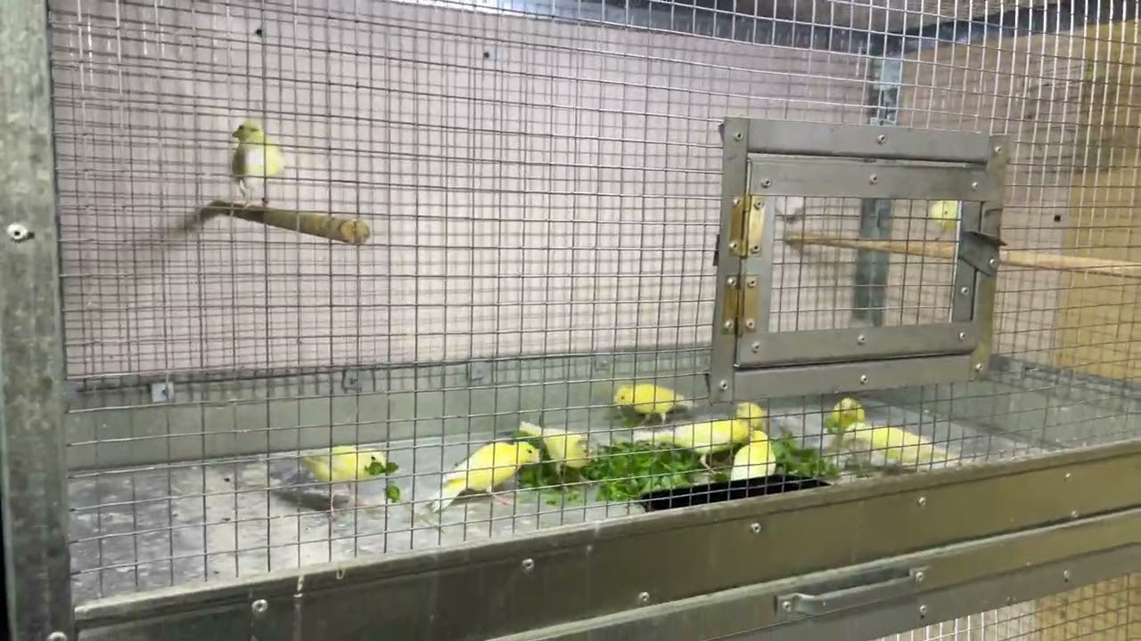 Канарейка овсяночного напева (Макрица )